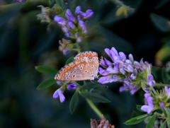 Aricia agestis