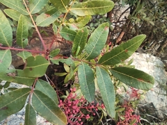 Pistacia terebinthus