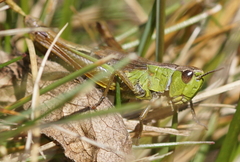 Pseudochorthippus parallelus