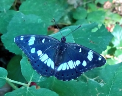 Limenitis reducta