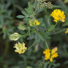 Medicago sativa