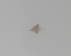 Hypsopygia