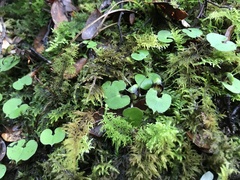 Corybas trilobus aggregate