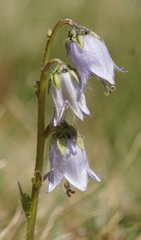 Campanula barbata