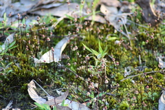 Asterella australis