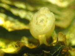 Phlebobranchia