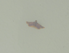 Hypsopygia