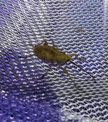 Curculio glandium