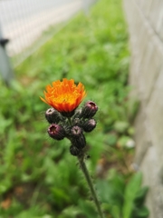 Pilosella aurantiaca