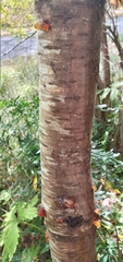 Prunus emarginata