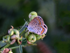 Aricia agestis