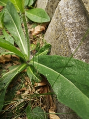 Pilosella aurantiaca