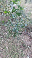 Acacia leiocalyx