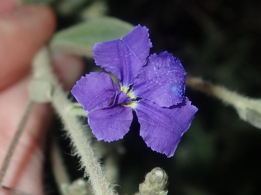 Dampiera tomentosa