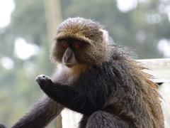 Cercopithecus mitis