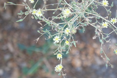 Lactuca serriola