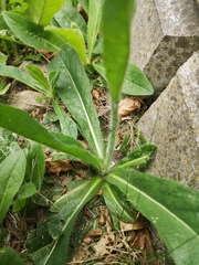Pilosella aurantiaca