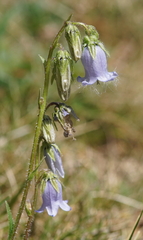 Campanula barbata
