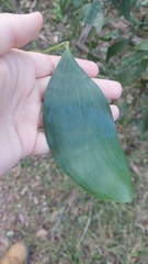 Acacia leiocalyx