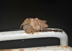 Cyrtophora citricola