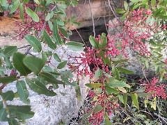 Pistacia terebinthus