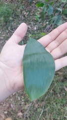 Acacia leiocalyx