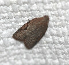 Meritastis piperata