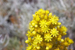 Aeonium canariense