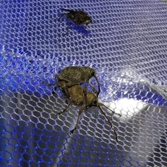 Curculio glandium