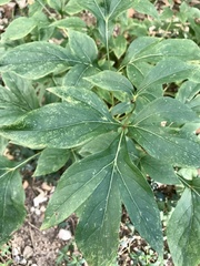 Paeoniaceae