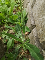 Pilosella aurantiaca