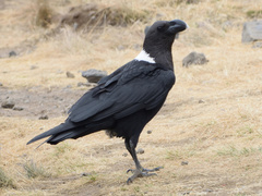 Corvus albicollis