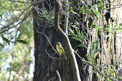 Eopsaltria australis