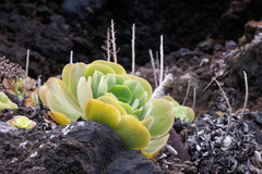 Aeonium canariense