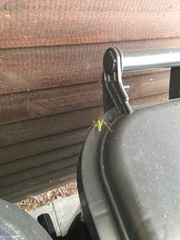 Leptophyes punctatissima