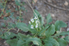 Diplotaxis erucoides