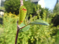 Iphiclides podalirius
