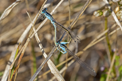 Ischnura heterosticta