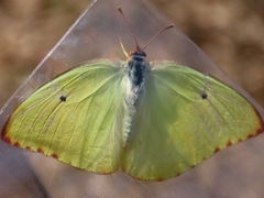 Catopsilia florella