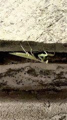 Hierodula transcaucasica