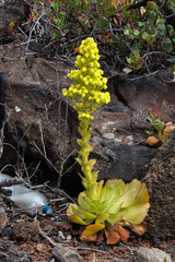 Aeonium canariense