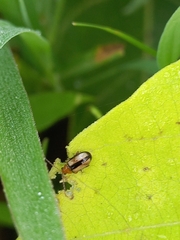 Luperomorpha vittata