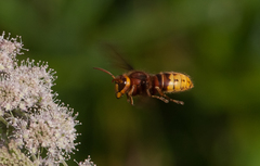 Vespa crabro