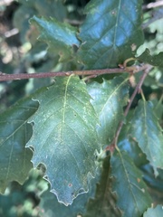 Quercus faginea