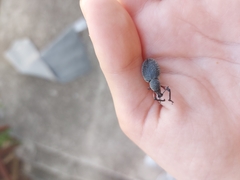Otiorhynchus cardiniger