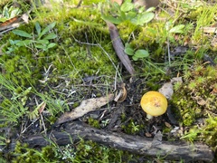 Amanita xanthocephala