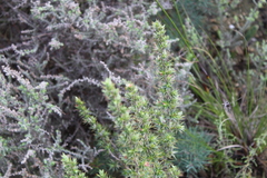 Cliffortia ruscifolia