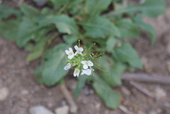 Diplotaxis erucoides