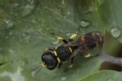 Ectemnius