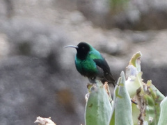 Nectarinia johnstoni